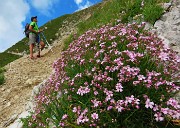 02 Silene aculis (Silene a cuscinetto)